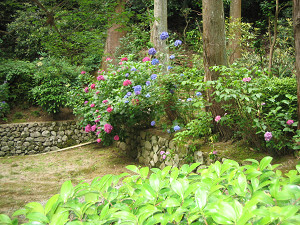 境内のあじさい