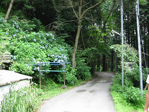 峠の茶屋の横のあじさい