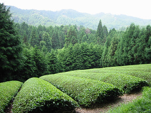 茶畑